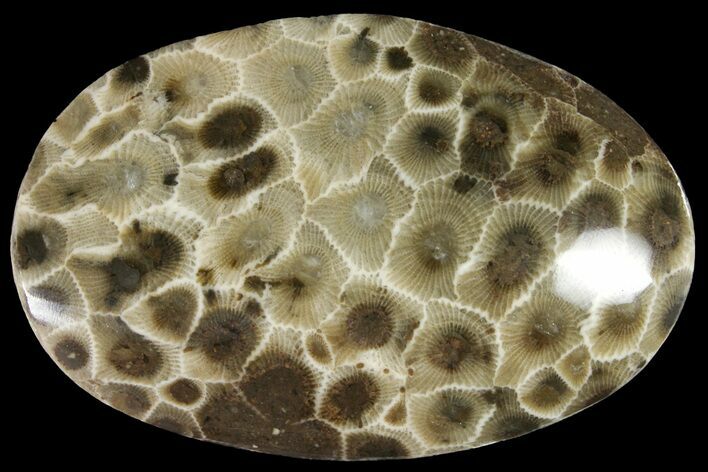 Polished Petoskey Stone (Fossil Coral) - Michigan #156115